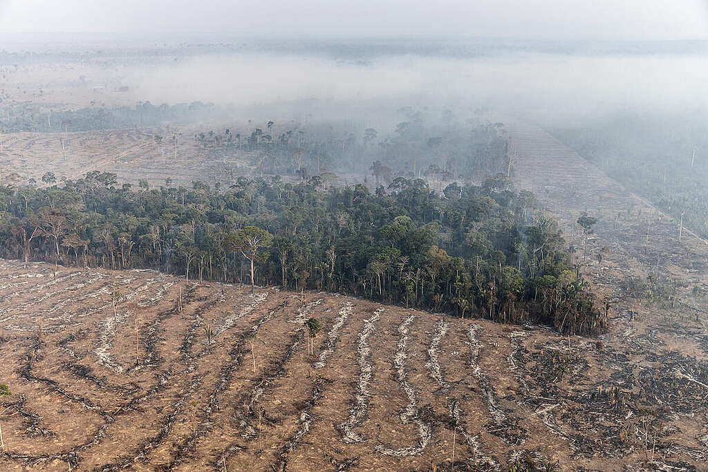 Unidades de conservação entram na mira: 1,7 milhão de hectares podem perder proteção no Brasil